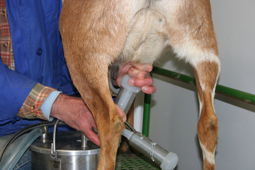 Leche de cabra